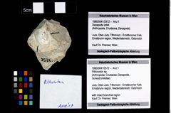 Foto (Objekt + Etikett) von Pithonoton sp.  (NHMW-GEO-1990-0041-2572)